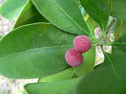 Image result for Canellaceae