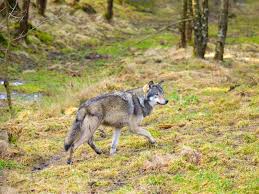 Plus, listen to live match commentary. One Foot Out Of The Grave Wolves Back In Luxembourg De Gruyter Conversations