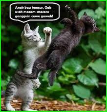 Gambar Kucing Lucu Imut Dan Paling Menggemaskan Sedunia Kucing Binatang Gambar Kucing Lucu