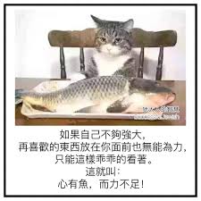 犹太人的智慧on instagram 如果自己不夠強大 再喜歡的東西放在你面前也無能為力 只能這樣乖乖的看著 這就叫 心有魚 而力不足