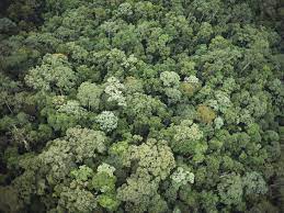 Tropical forests have the largest living biomass and boast some of the highest rates of terrestrial biodiversity. Rainforest National Geographic Society