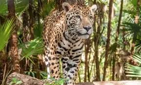 Tropical rainforests lie in the equatorial zone, between the tropic of cancer and tropic of capricorn. What Animals In The Amazon Rainforest Are Dangerous To Humans Quora