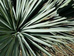 Filmy 4k i hd dostępne natychmiast na dowolne nle. How To Prune A Yucca Plant Off The Dead Flowering Stalk Miss Chen Garden Manage Gfinger Is The Best Garden Manage App