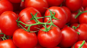 425 biji tomato setiap hari