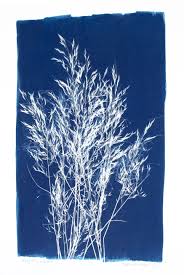 Image result for Stipagrostis uniplumis