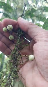 Image result for Memecylon sp. C