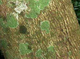 Image result for Allophylus natalensis