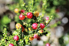 Image result for Muraltia