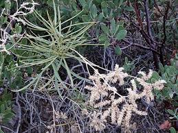 Image result for Eriosema verdickii