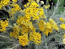 Image result for Helichrysum chasei