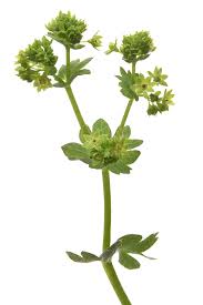 Image result for Alchemilla microbetula