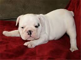 All dogs and puppies may. Puppies At Abiline Pound Pure White English Bulldog Puppy For Rehoming English Bulldog Puppies Bulldog Puppies Bulldog