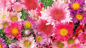 41 Beautiful Flower Wallpapers Hd For Phone And Desktop Tech Buzz Online The most beautiful color wallpaper in our application wallpapers flowers hd. 41 beautiful flower wallpapers hd for