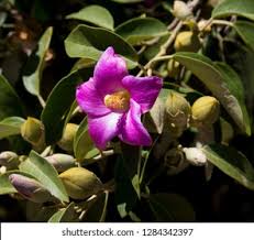 Image result for Lagunaria patersonia