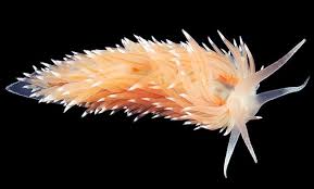 Kết quả hình ảnh cho sên biển