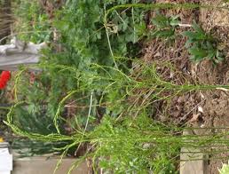 Image result for Asparagus schroederi
