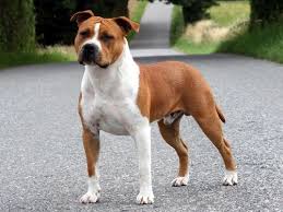 Please measure circumference and length of your dog's snout. Warum Kennen Viele Nicht Den Unterschied Zwischen American Pitbull Terrier Und Amstaff Und Das Es 2 Verschiedene Rassen Sind Menschen Hund Rasse
