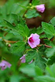 Image result for Urena