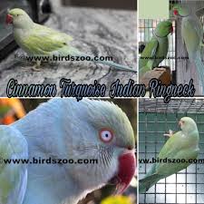 Fertile Bird Eggs For Sale In India Cinnamon Turquoise Indian Ringneck Http Birdszoo Com More Birds Ringneck 105 Ringneck Mutations Species Mutation Parrot