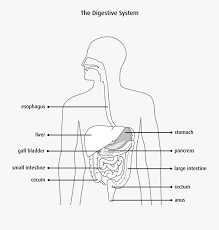 The digestive system starts at the mouth and ends of the anus. Liver Clipart Unlabeled Sketch Free Transparent Clipart Clipartkey