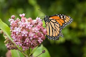Maybe you would like to learn more about one of these? How To Build The Perfect Monarch Butterfly Garden Here By Design