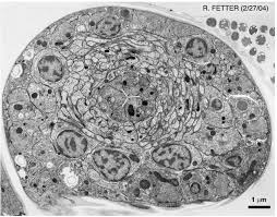 However, the dead excrusion product of the living protoplast was forgotten, for almost three centuries, being the subject of scientific interest mainly as a resource for industrial processing or in relation to animal or human health. Frontal Cortex Making Scientific Images Electron Microscopy 1