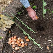 Make sure the soil is well drained to avoid rot.; Buy Bulb Planting Auger Delivery By Crocus