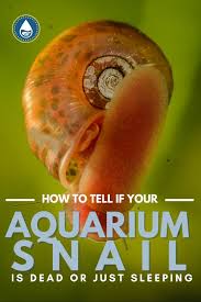 What happens to a snail in the water? How To Tell If Your Aquarium Snail Is Dead Or Just Sleeping Aquarium Snails Fresh Water Fish Tank Aquarium