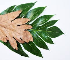 Khasiat daun sukun ini bukan hanya cerita yang beredar di masyarakat, malainkan telah melalui hal ini tidak mengherankan, sebab daun sukun mengandung senyawa flavonoid yang cukup tinggi. Menguak Rahasia Khasiat Daun Sukun Bebeja Com