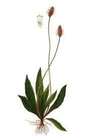 Image result for Plantago lanceolata
