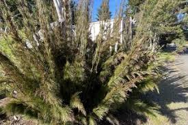 Image result for Restionaceae