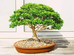 Order live banyan bonsai plants for sale, jade plant bonsai, flowering bonsai with free shipping. Bonsai Plants A Fascinating Sculptural Plant For Your Garden Most Searched Products Times Of India