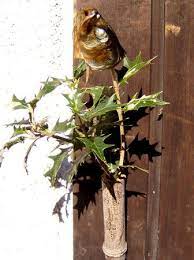 豆と鰯と柊と 毎日が 自然農 2021 門松 柊 自然