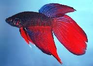 Japan's commercial fishing industry has existed for centuries and is still booming, thanks to the this is definitely reflected in the country's incredibly diverse fisheries. Betta Splendens Siamese Fighting Fish Aquarium
