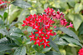 Image result for Pentas pubiflora