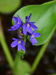 Image result for Monochoria