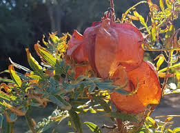 Image result for Erythrophysa