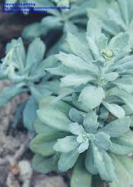 Image result for Kleinia fulgens