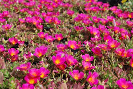 Hbf2020g · 100% grow guarantee Landscape Plants For Windy Salty Locations