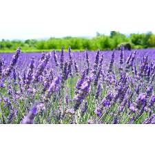 Overstock Com Online Shopping Bedding Furniture Electronics Jewelry Clothing More Lavender Flowers Flower Seeds Gardening Shovel