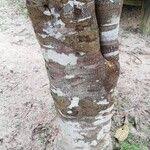 Image result for Cassipourea congoensis