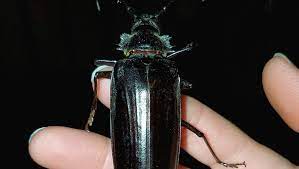 Содержание do palo verde beetles bite? Do Palo Verde Beetles Mean The Arizona Monsoon Is Going To Start Soon