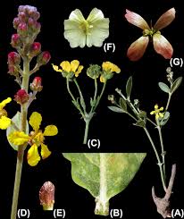 Image result for Flabellariopsis acuminata