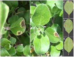 Image result for Vitex fischeri