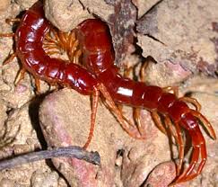 Black And Yellow Millipede North Carolina Centipedes Of Kentucky University Of Kentucky Entomology
