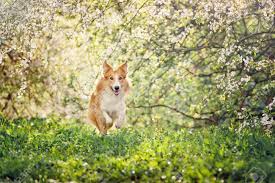 Border Collie Dog Running On A Background Of White Flowers In.. Stock Photo, Picture And Royalty Free Image. Image 18491309.