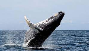 It has a humpback and sings so often and breaches. Baleen Whale Wikipedia