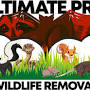 Wildlife Removal Pros from www.ultimateprowildliferemoval.com