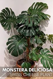 Image result for Monstera