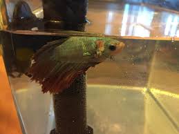 What does aquarium salt do to the betta? Please Help My Betta Fish Had Ich And Now Its Turned Into A Gapping Hole After I Did A 10 Day Treatment Of Herbtana And Aquarium Salt I Dont Know Whats Wrong